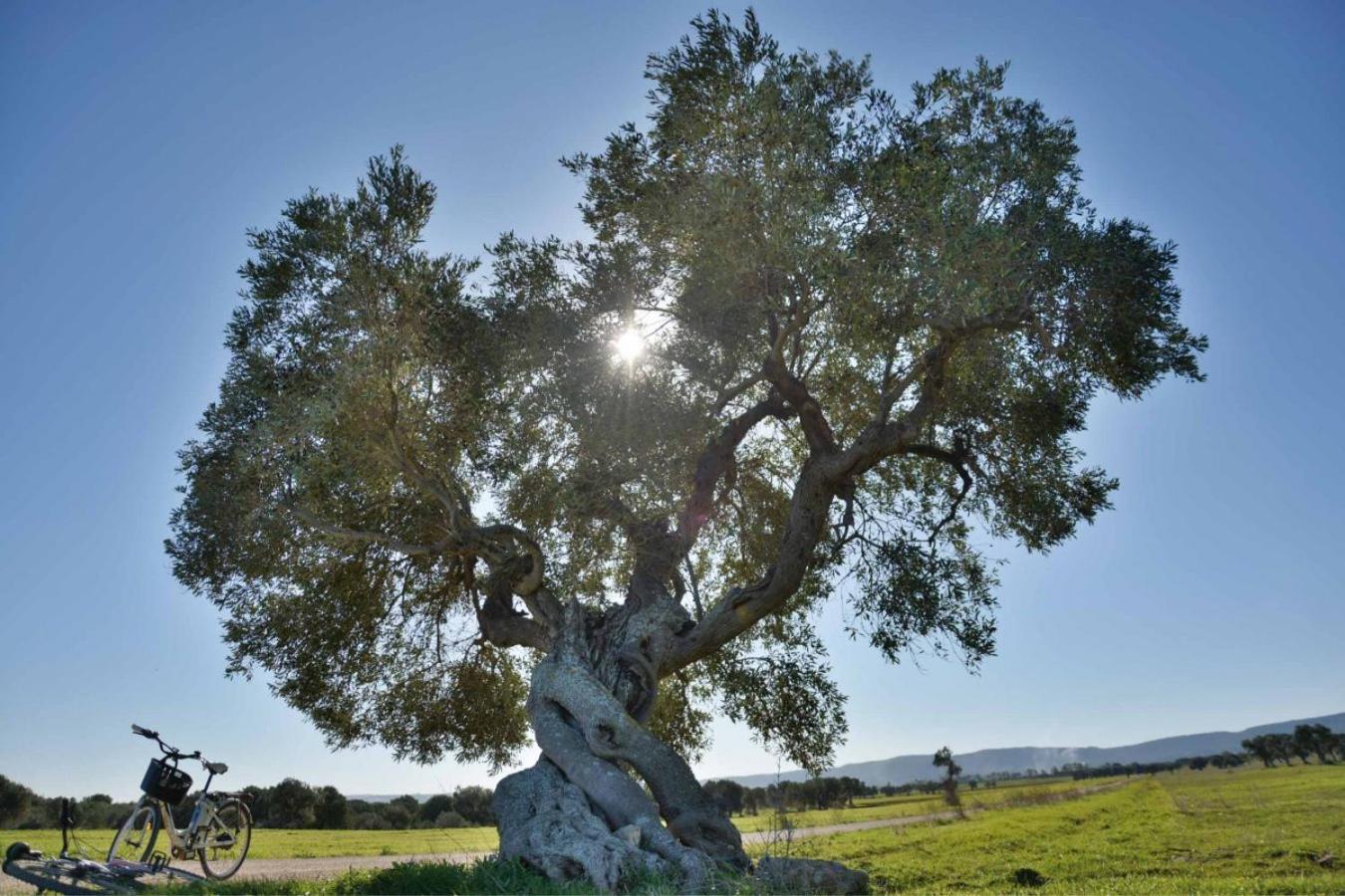 Masseria San Lorenzo Resort Fasano Dış mekan fotoğraf