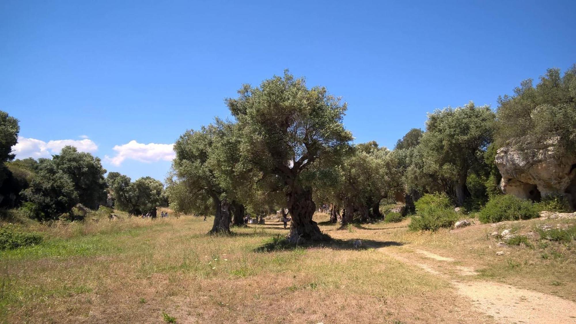 Masseria San Lorenzo Resort Fasano Dış mekan fotoğraf